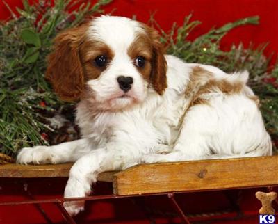 Cavalier King Charles Spaniel Puppies for Sale
