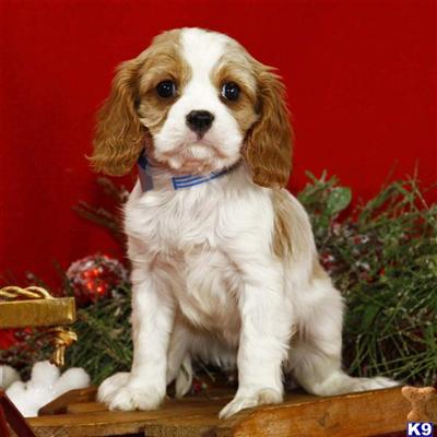 Cavalier King Charles Spaniel Puppies for Sale