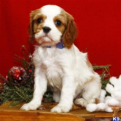 Cavalier King Charles Spaniel Puppies for Sale