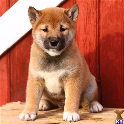 Shiba Inu Puppies for Sale