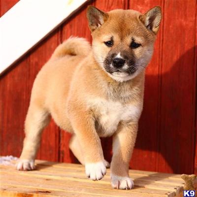 Shiba Inu Puppies for Sale