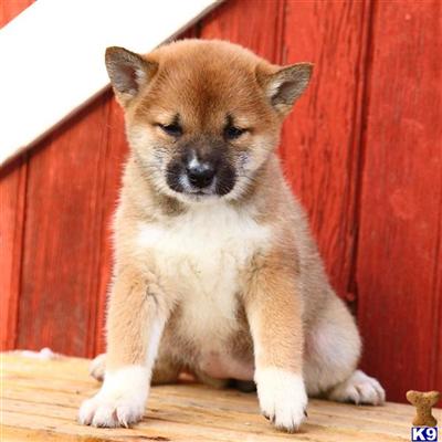 Shiba Inu Puppies for Sale