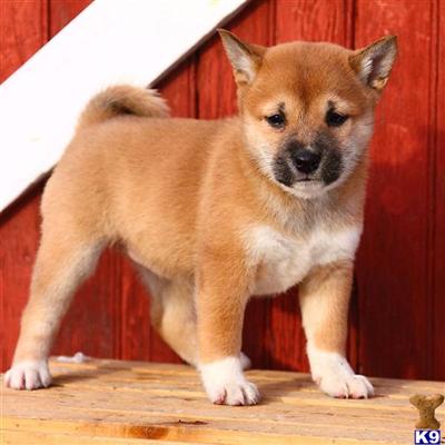 Shiba Inu Puppies for Sale
