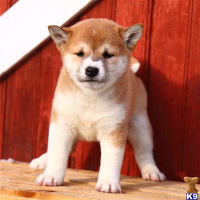 Shiba Inu Puppies for Sale
