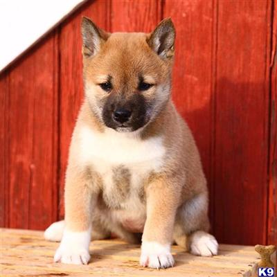 Shiba Inu Puppies for Sale