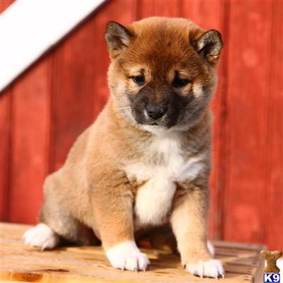 Shiba Inu Puppies for Sale