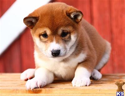 Shiba Inu Puppies for Sale