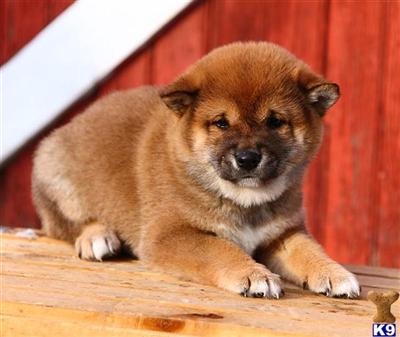 Shiba Inu Puppies for Sale