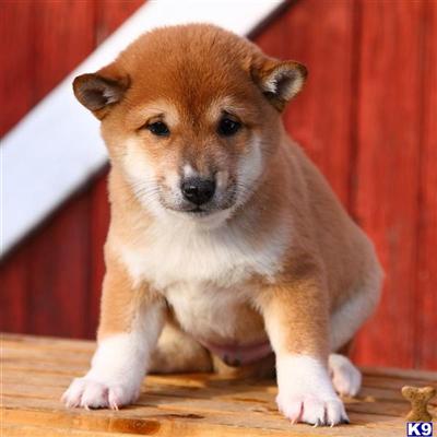 Shiba Inu Puppies for Sale