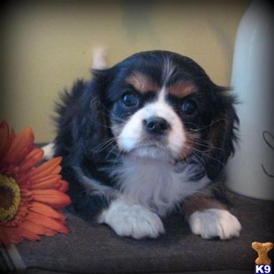 Cavalier King Charles Spaniel Puppies for Sale