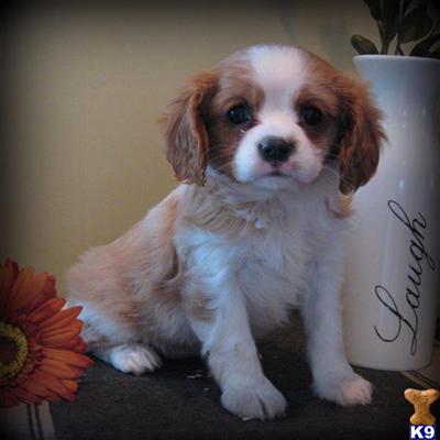Cavalier King Charles Spaniel Puppies for Sale