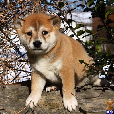Shiba Inu Puppies for Sale