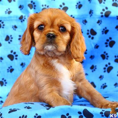 Cavalier King Charles Spaniel Puppies for Sale