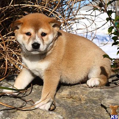 Shiba Inu Puppies for Sale