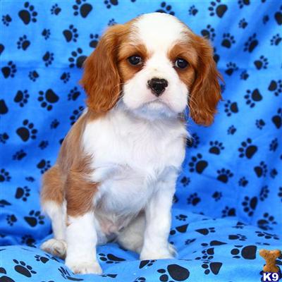 Cavalier King Charles Spaniel Puppies for Sale