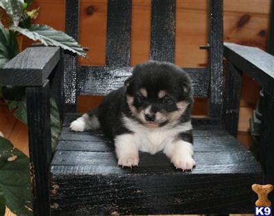 Shiba Inu Puppies for Sale