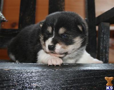Shiba Inu Puppies for Sale