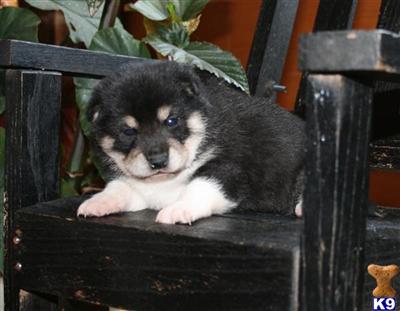 Shiba Inu Puppies for Sale