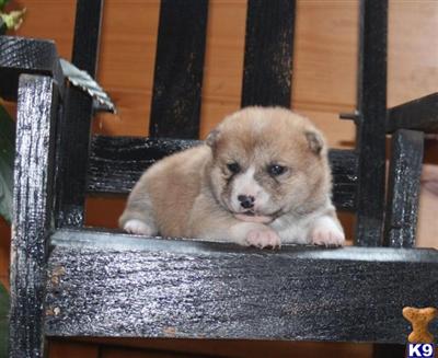 Shiba Inu Puppies for Sale