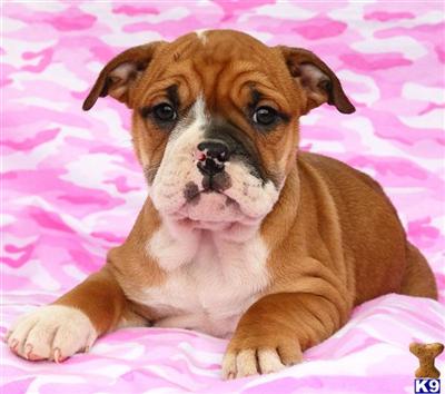 Old English Bulldog Puppies for Sale