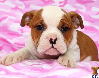 Old English Bulldog Puppies for Sale