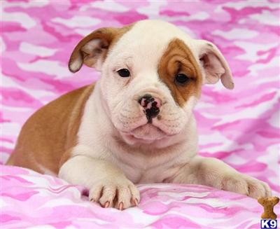 Old English Bulldog Puppies for Sale