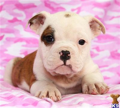 Old English Bulldog Puppies for Sale