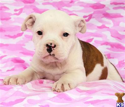 Old English Bulldog Puppies for Sale