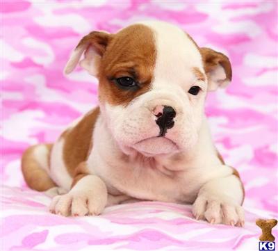 Old English Bulldog Puppies for Sale