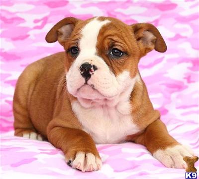 Old English Bulldog Puppies for Sale