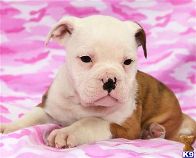 Old English Bulldog Puppies for Sale