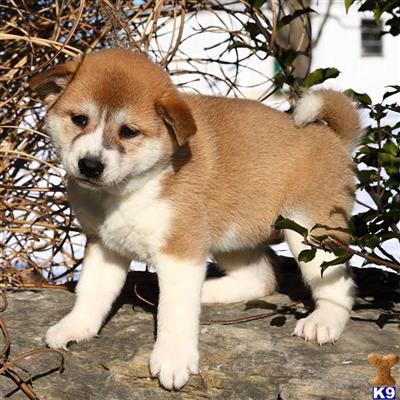 Shiba Inu Puppies for Sale