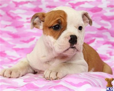 Old English Bulldog Puppies for Sale