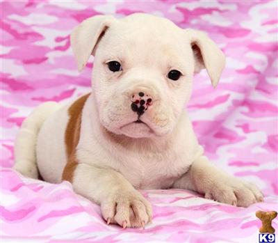 Old English Bulldog Puppies for Sale
