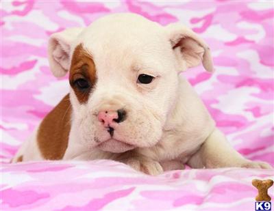 Old English Bulldog Puppies for Sale