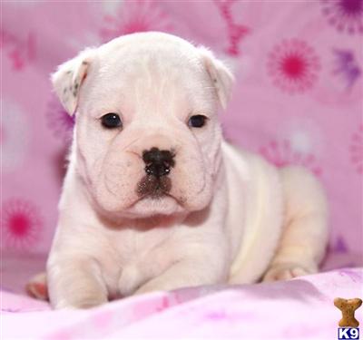Old English Bulldog Puppies for Sale