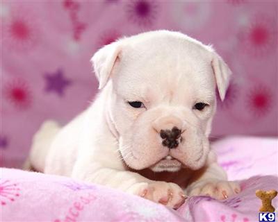 Old English Bulldog Puppies for Sale