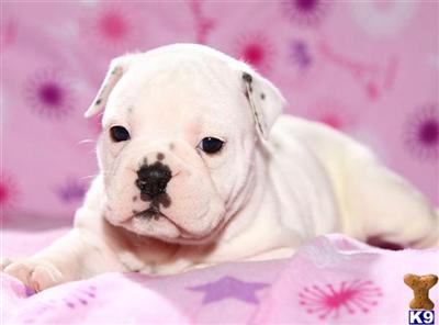 Old English Bulldog Puppies for Sale