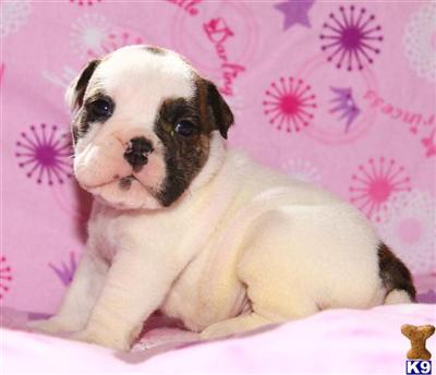 Old English Bulldog Puppies for Sale