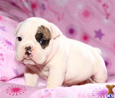 Old English Bulldog Puppies for Sale