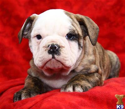 Old English Bulldog Puppies for Sale