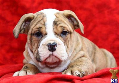 Old English Bulldog Puppies for Sale