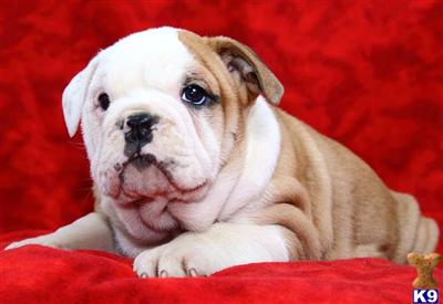 Old English Bulldog Puppies for Sale