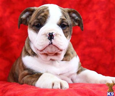 Old English Bulldog Puppies for Sale