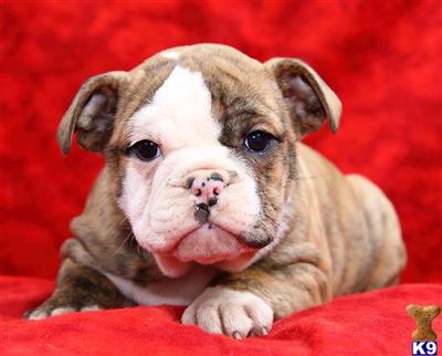 Old English Bulldog Puppies for Sale