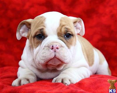 Old English Bulldog Puppies for Sale