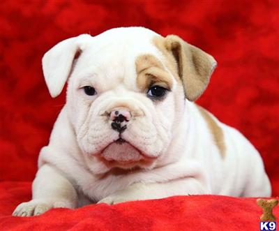 Old English Bulldog Puppies for Sale