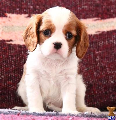 Cavalier King Charles Spaniel Puppies for Sale