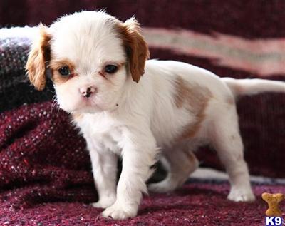 Cavalier King Charles Spaniel Puppies for Sale