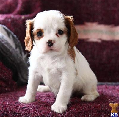 Cavalier King Charles Spaniel Puppies for Sale